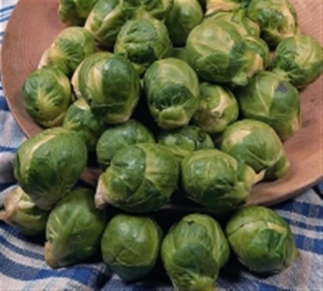 Heirloom Brussels sprouts SEVEN HILLS 100 seeds